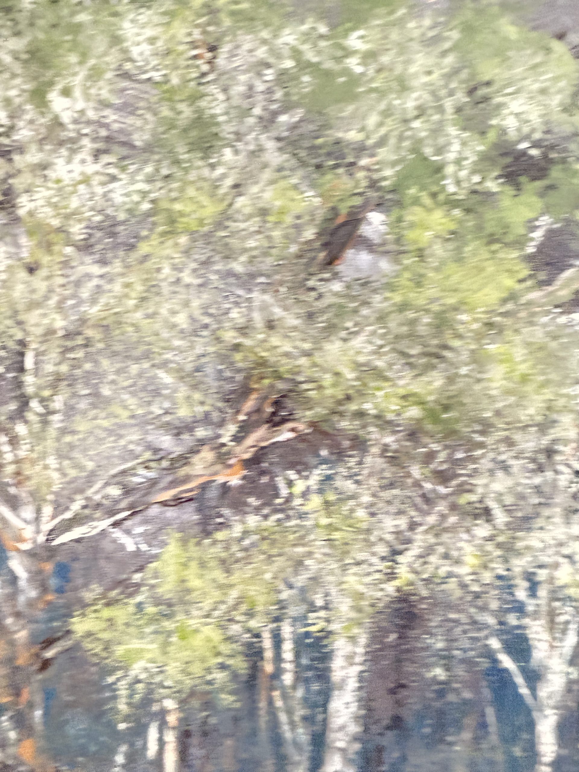 Whispering Grove - Image 20